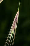 Poverty brome